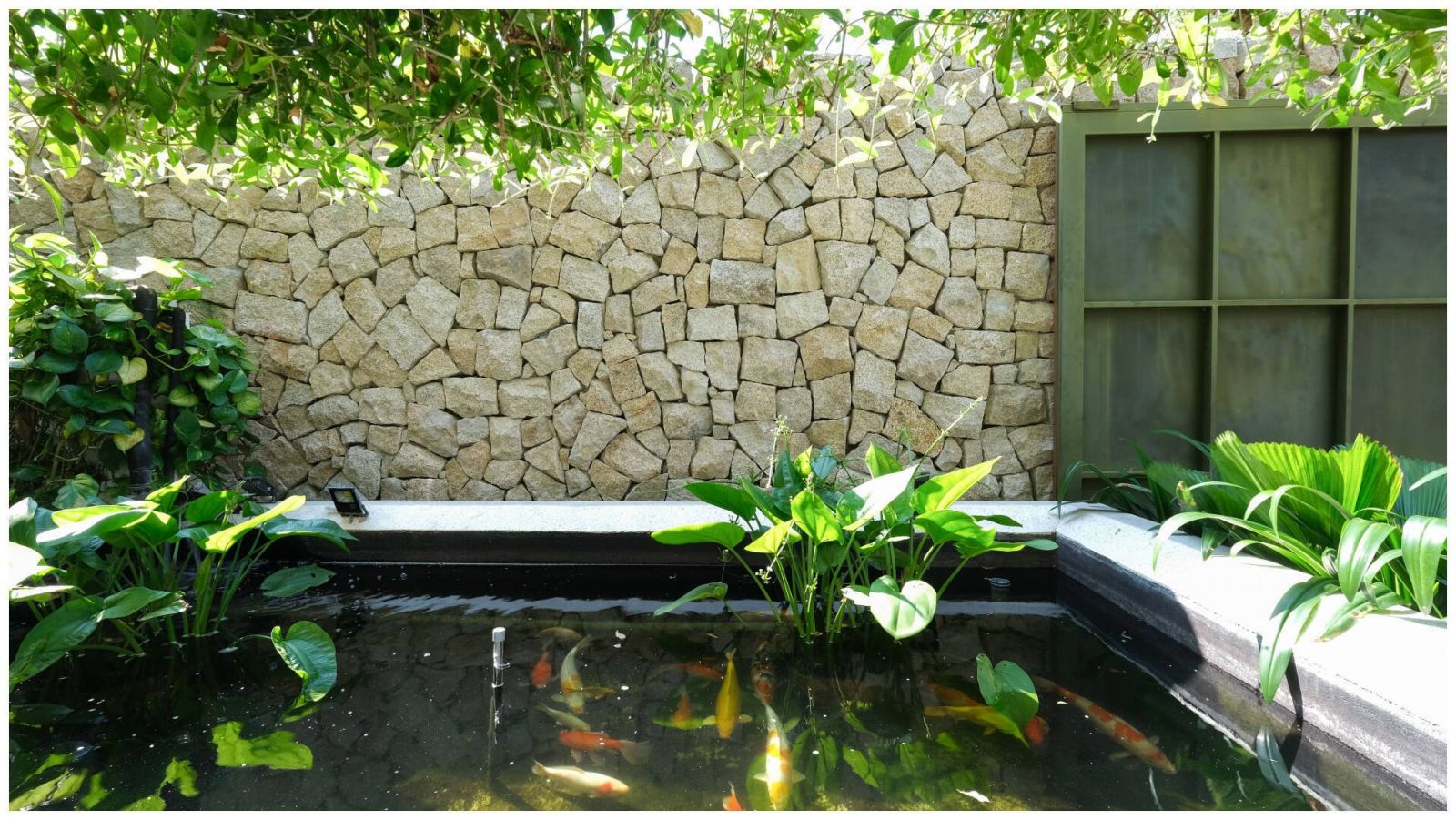 Mẫu hồ koi sân vườn nhà phố đẹp